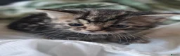 Mixed Breed cats for sale: Tabby kittens  - Advert 19