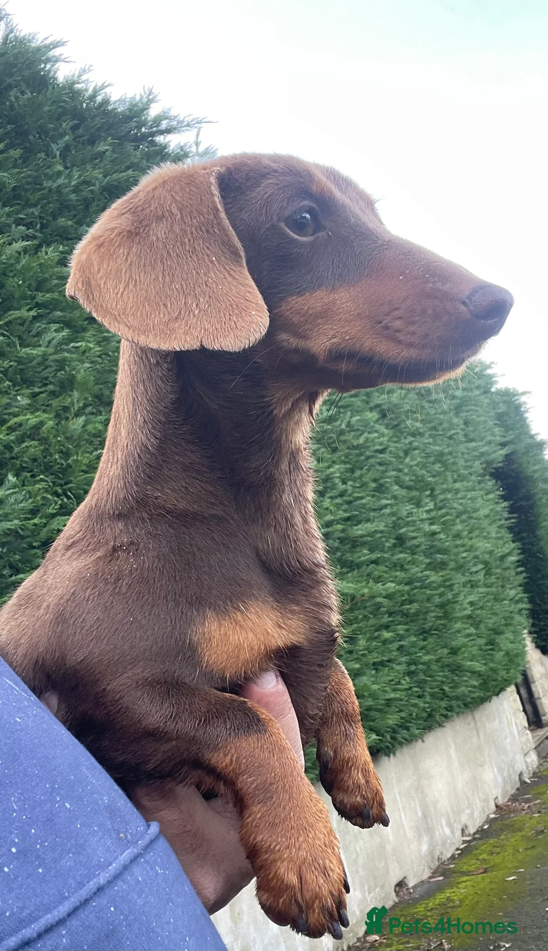 Miniature Dachshund dogs for sale: Adults females miniature dachshunds  - Advert 9
