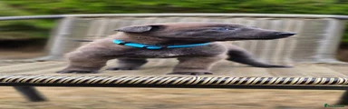 Belgian Shepherd Dog 9 - Light Blue Collar