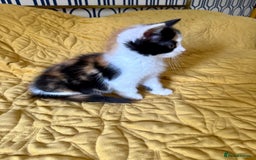 British Shorthair cats for sale: Pure British Shorthair Kittens Ready Now! - Image 17