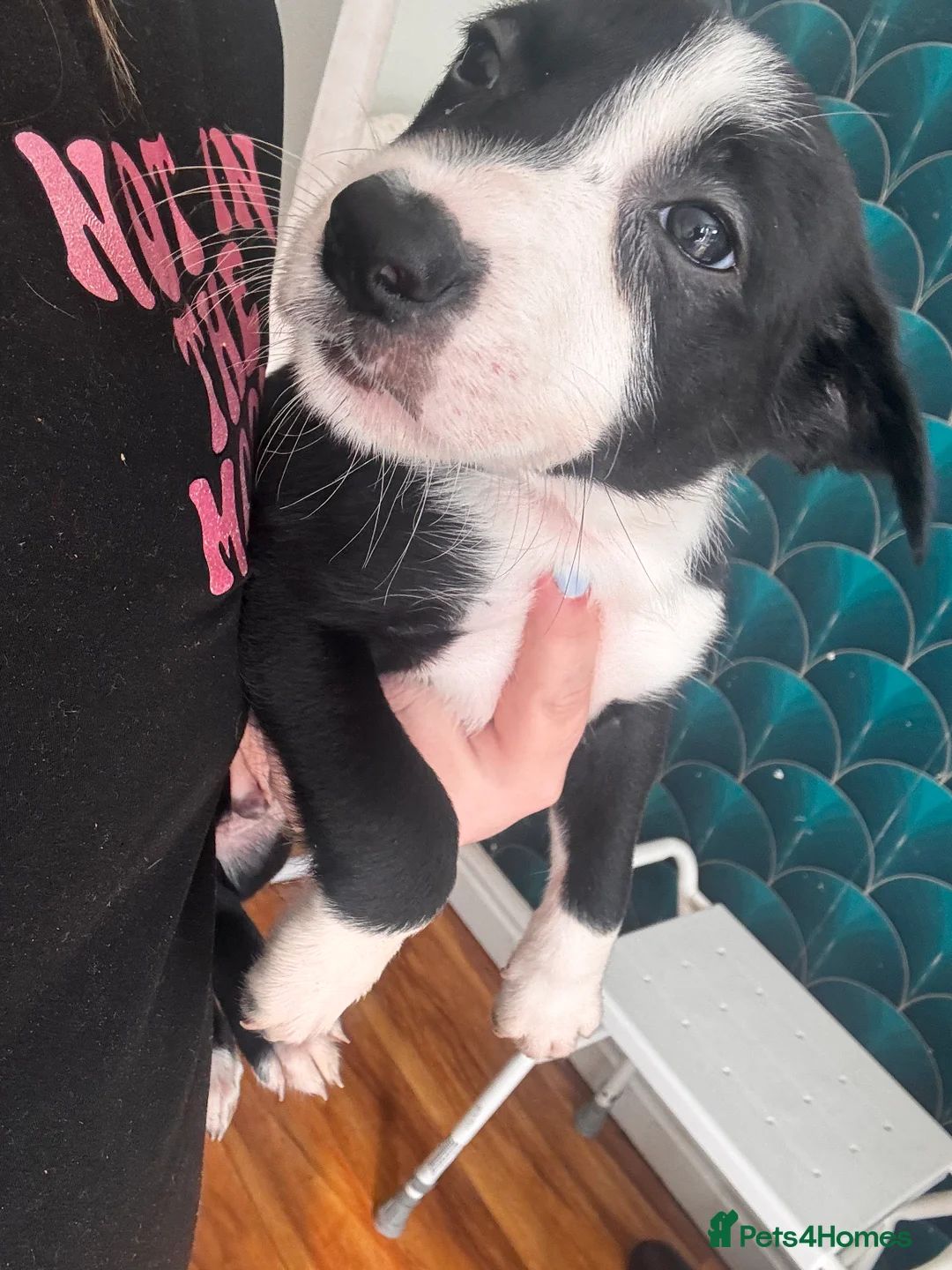 Sprollie dogs for sale: Border Collie Puppies in Basingstoke - Advert 2