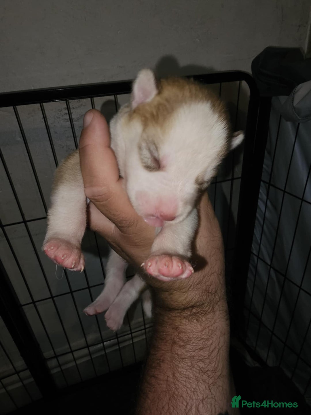 Siberian Husky dogs for sale: Siberian husky puppies  - Image 2