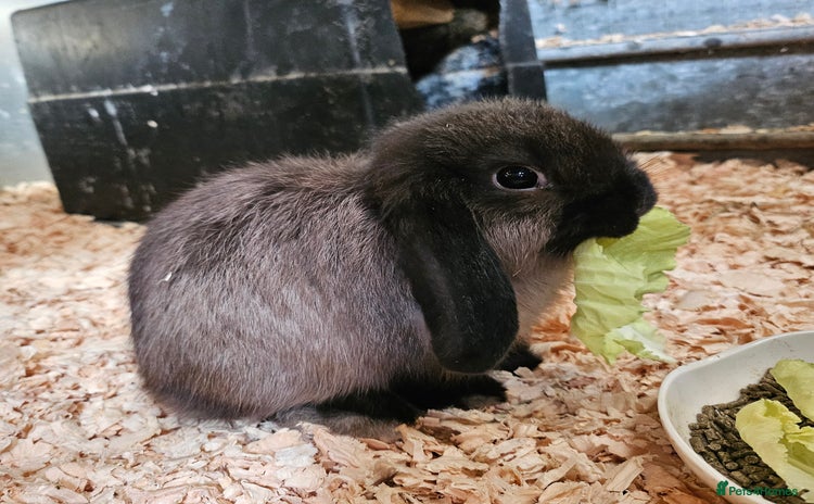 Dwarf Lop rabbits - Advert 1