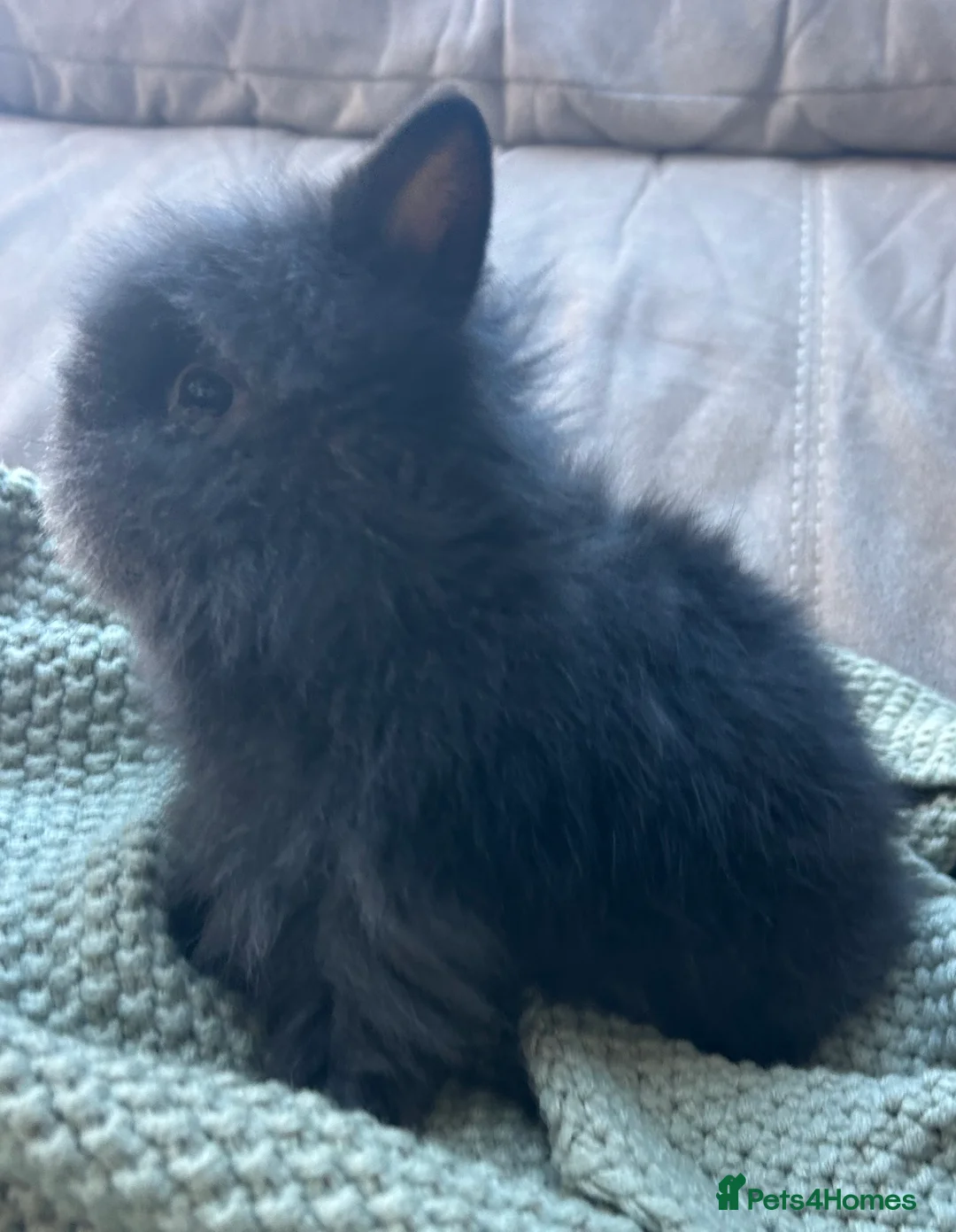 Lionhead rabbits for sale: Double-maned Lionhead Bunnies  - Advert 3