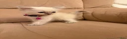 Ragdoll cats for sale: Purebred Ragdol Kitten - DNA Verified 100% - Advert 29