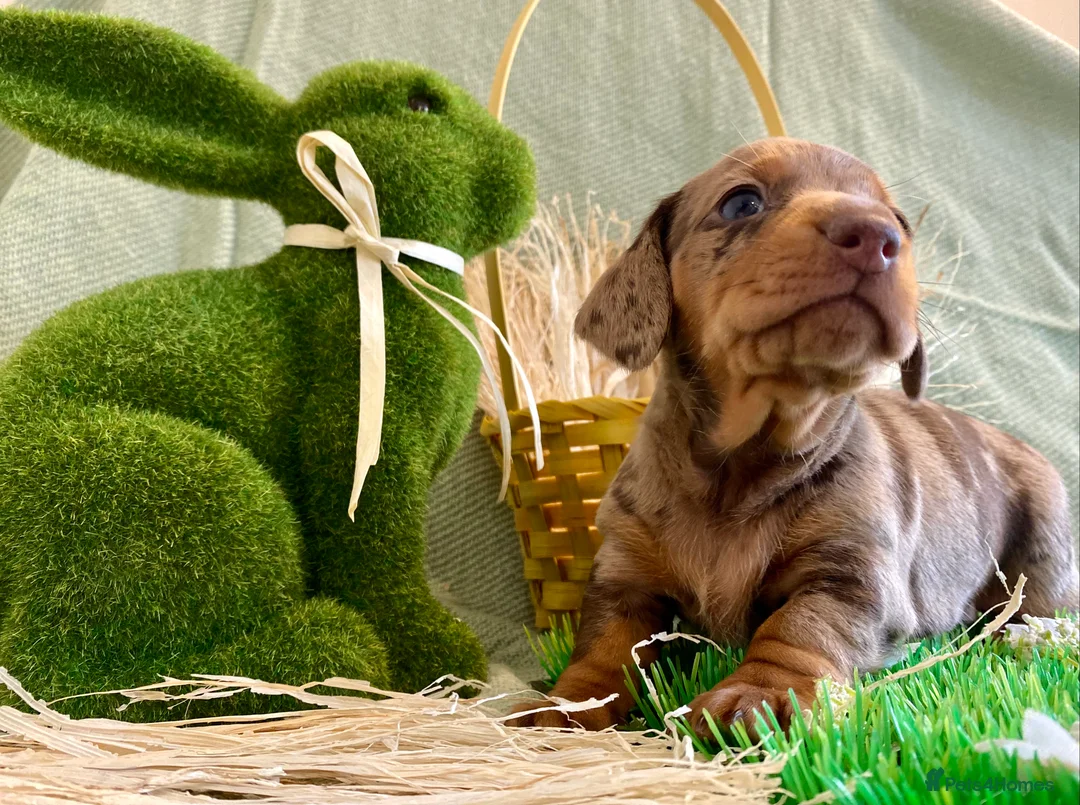 Miniature Dachshund dogs for stud: PROVEN MINIATURE DACHSHUND STUD in Faringdon - Advert 18