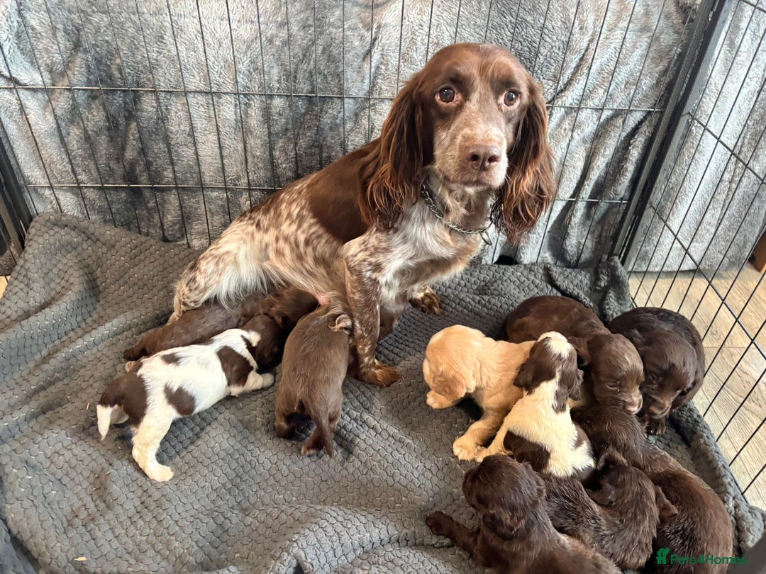 Cocker Spaniel dogs for sale: Cocker Spaniel Puppies Ready Now - Image 5