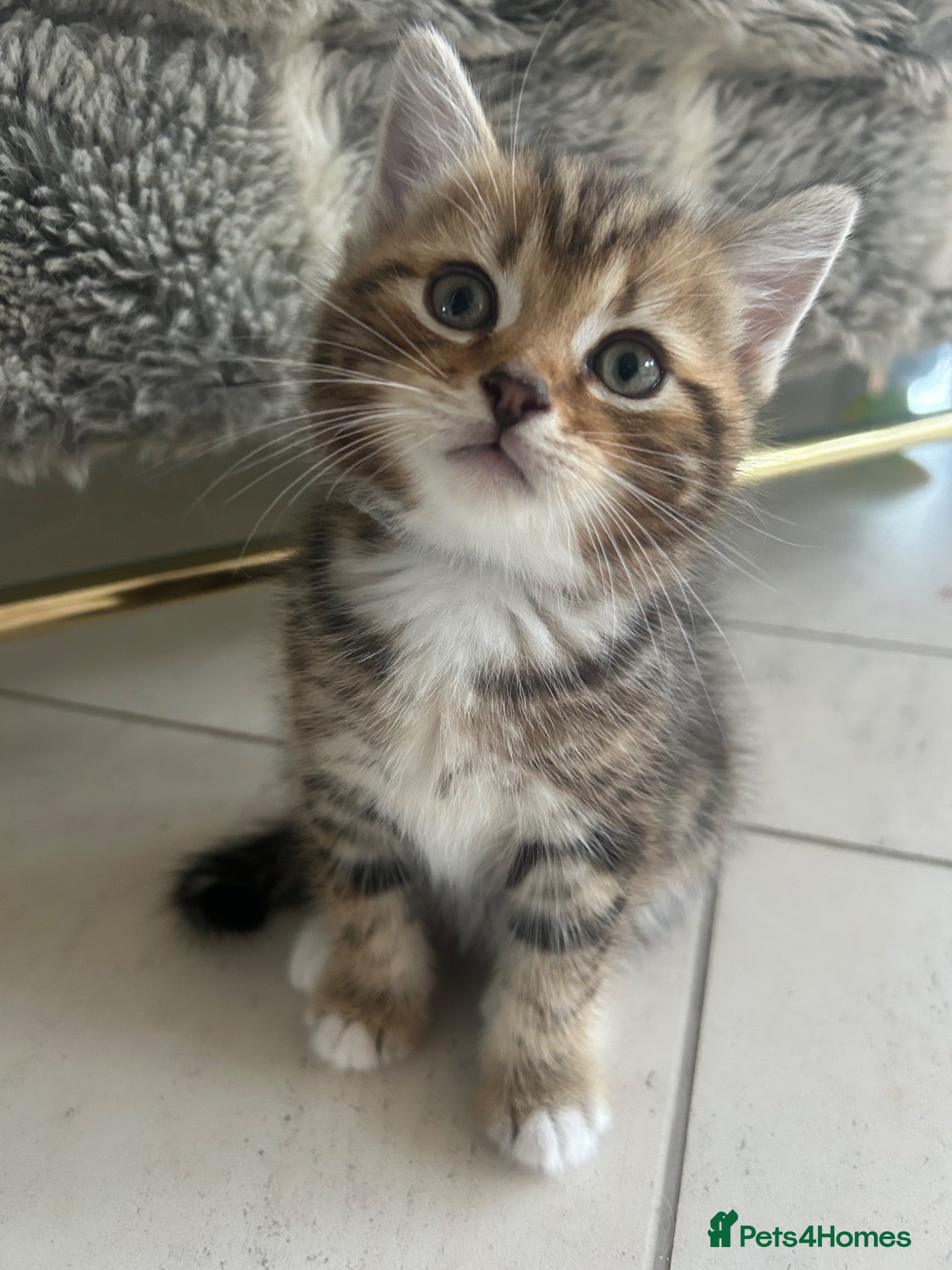 Persian cats X6 Persian Cross Bengal  - beautiful kittens - Advert 10