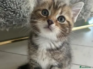 Persian cats X6 Persian Cross Bengal - beautiful kittens - Advert 10