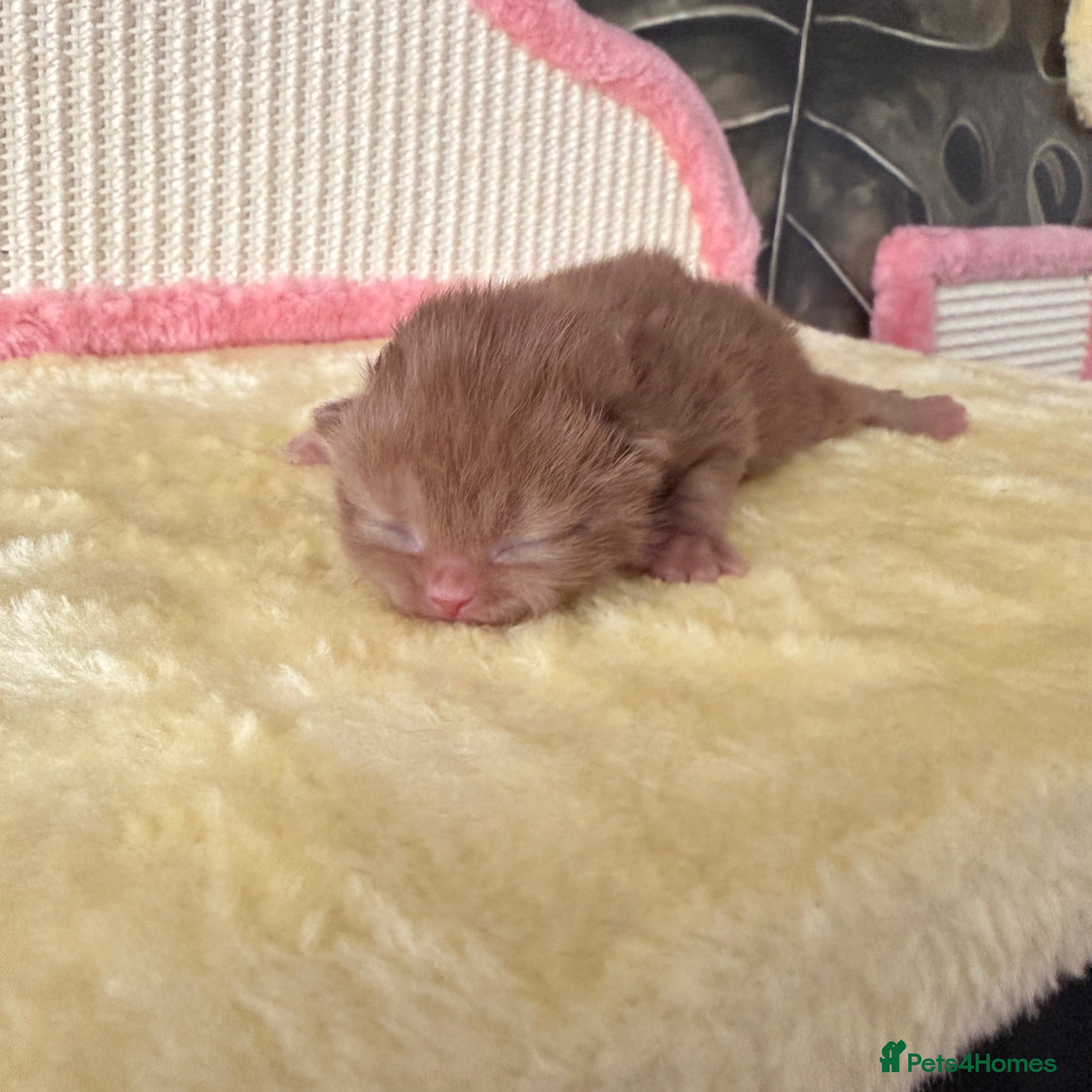 British Shorthair cats 🐾 GCCF Registered British Shorthair Kittens 🐾 - Advert 2