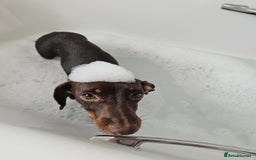 Miniature Dachshund dogs for sale: Handsome Wilbur for sale - miniature dachshund  - Image 6