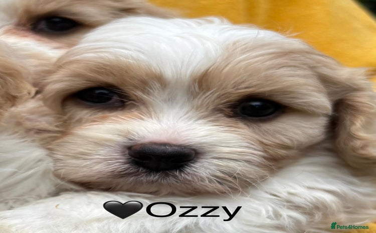 Cavapoochon dogs - Advert 1