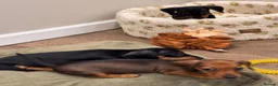 Miniature Dachshund dogs for sale: Miniature dachshund  - Advert 10