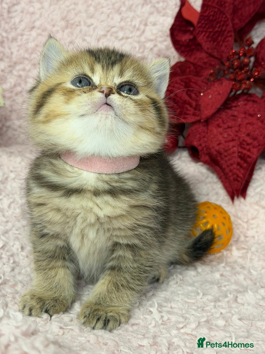 British Shorthair cats for sale: ⭐️Stunning BSH kittens GCCF registered ⭐️ - Advert 17
