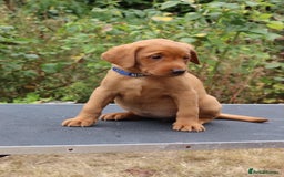 Labrador Retriever dogs for sale: Health Tested Fox Red Puppies for Sale - Image 8