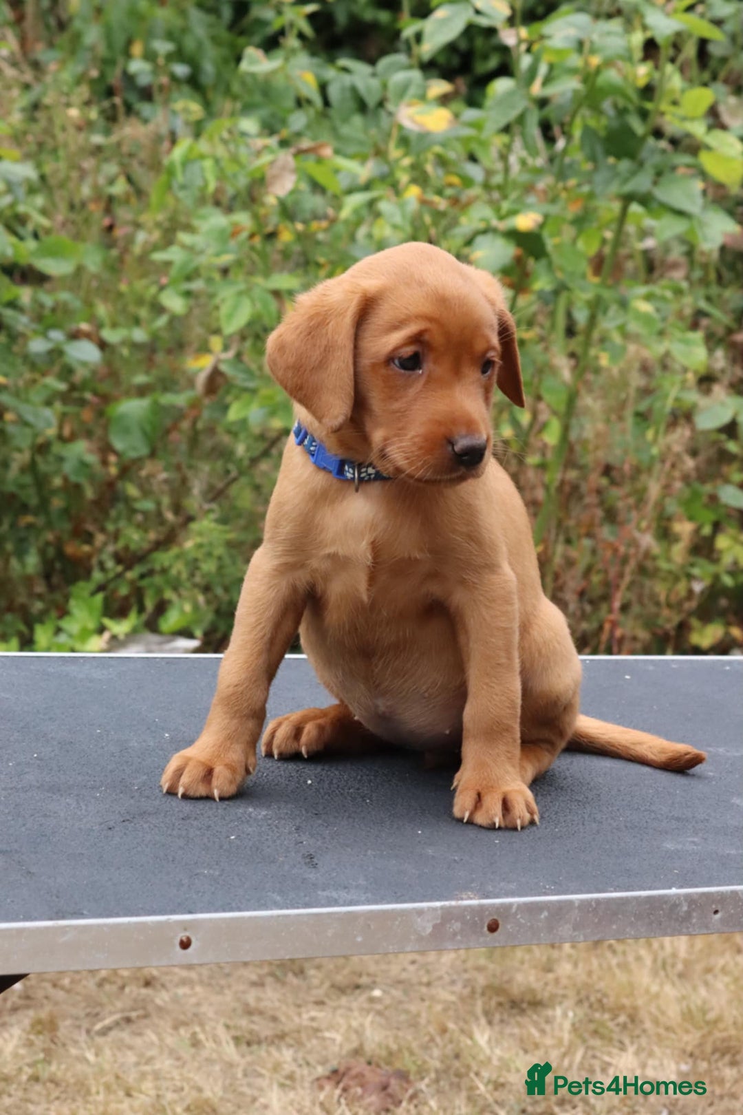 Labrador Retriever dogs for sale: Health Tested Fox Red Puppies for Sale - Image 8
