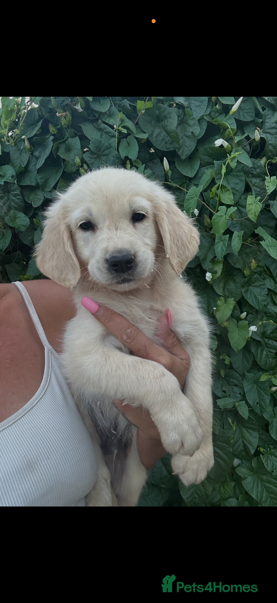 Golden Retriever dogs Quality golden retrievers  - Advert 1