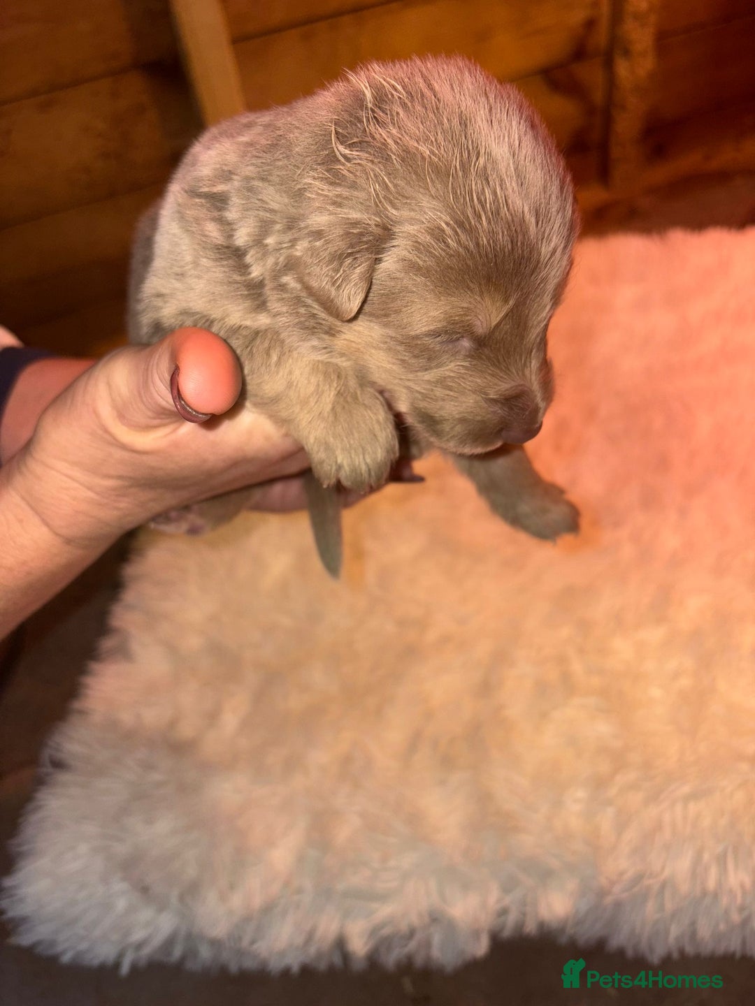 German Shepherd dogs for sale: Working KC GSD German shepherd puppies  - Image 24