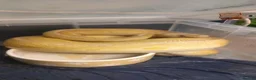 Python Snake reptiles for sale: Royal pythons in Saint Helens - Advert 2