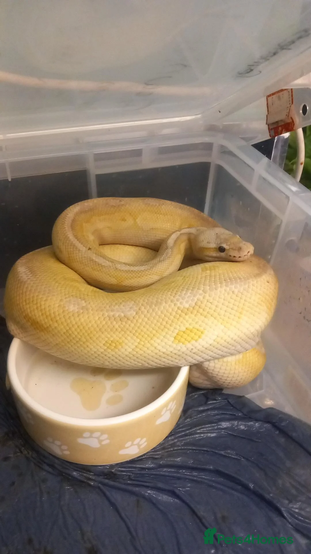 Python Snake reptiles for sale: Royal pythons in Saint Helens - Advert 2