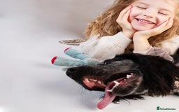 Cocker Spaniel dogs for stud: Stud cocker spaniel - Image 9