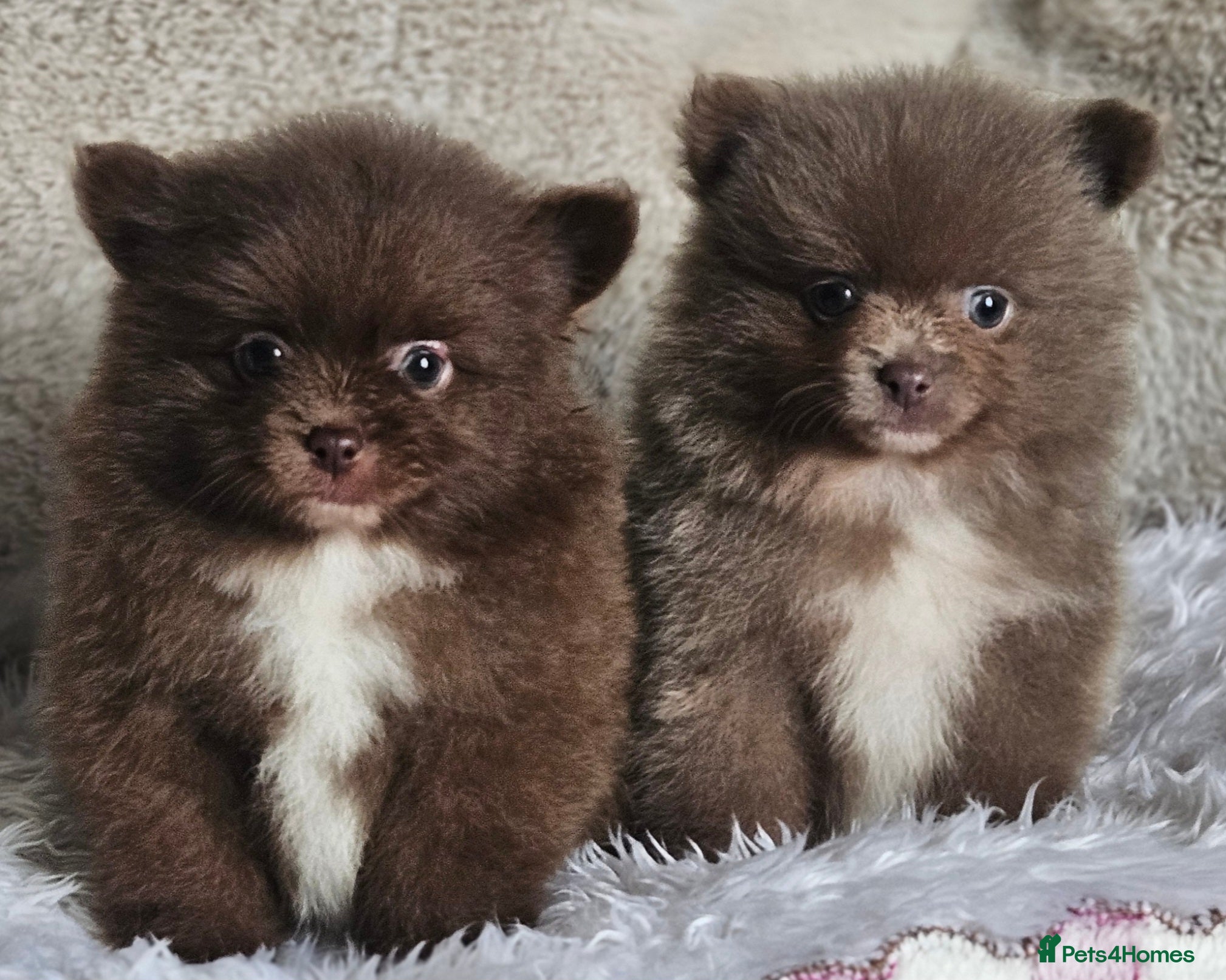 Pomeranian dogs 2 Beautiful Boy KC pomeranian puppies  - Advert 1