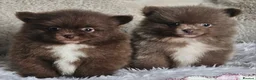 Pomeranian dogs for sale: 2 Beautiful Boy KC pomeranian puppies  - Advert 1
