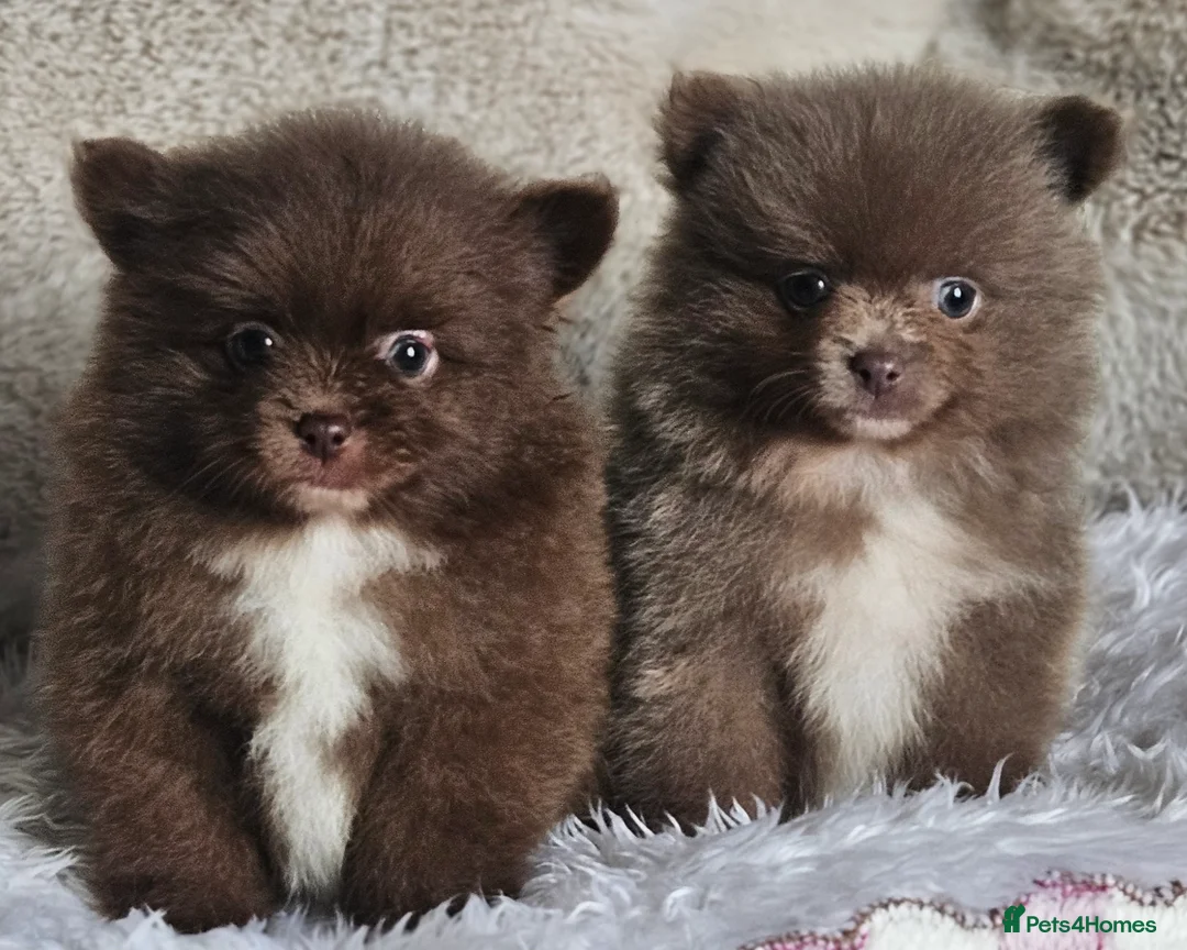 Pomeranian dogs for sale: 2 Beautiful Boy KC pomeranian puppies  - Advert 1