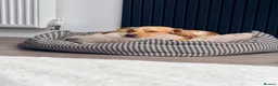 Cocker Spaniel dogs for stud: Golden Cocker Spaniel for Stud - Advert 6