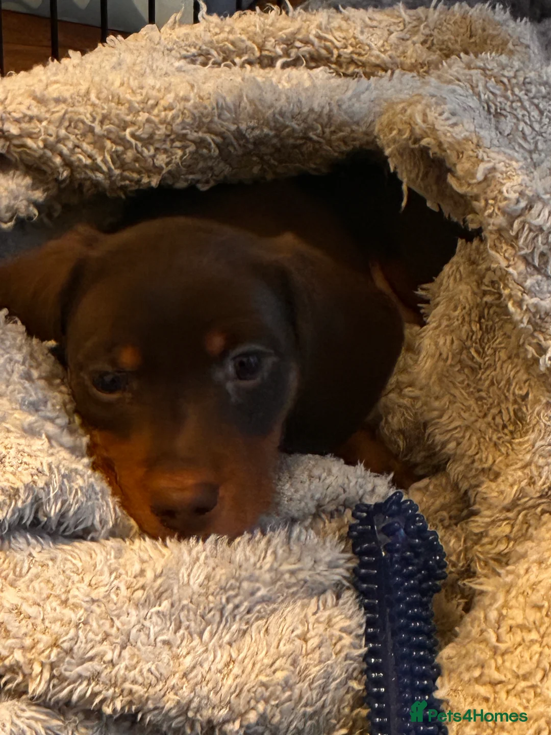 Miniature Dachshund dogs for sale: Miniature daschund smooth hair chocolate brown - Advert 5