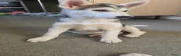 Siberian Husky dogs for sale: Siberian husky pups - Advert 3