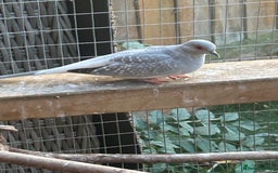Budgerigars birds for sale: Budgies/Zebra Finches/Diamond Dove - Image 4