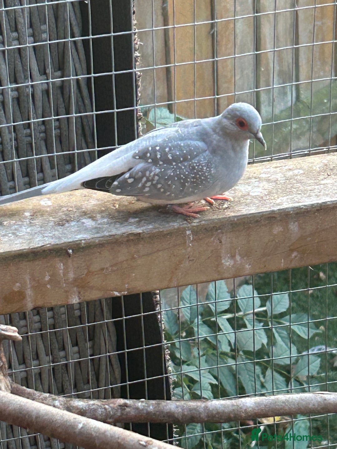 Budgerigars birds for sale: Budgies/Zebra Finches/Diamond Dove - Image 4