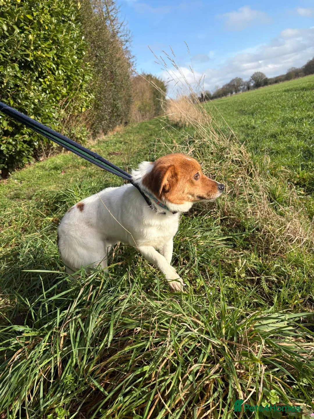 Mixed Breed dogs for adoption: Salt - Norwich Norfolk  - Advert 10