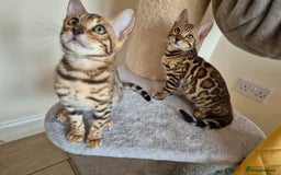 Bengal cats for sale: Amazing Bengal kittens 🥰 last boy left ❤️ in Corby - Image 5