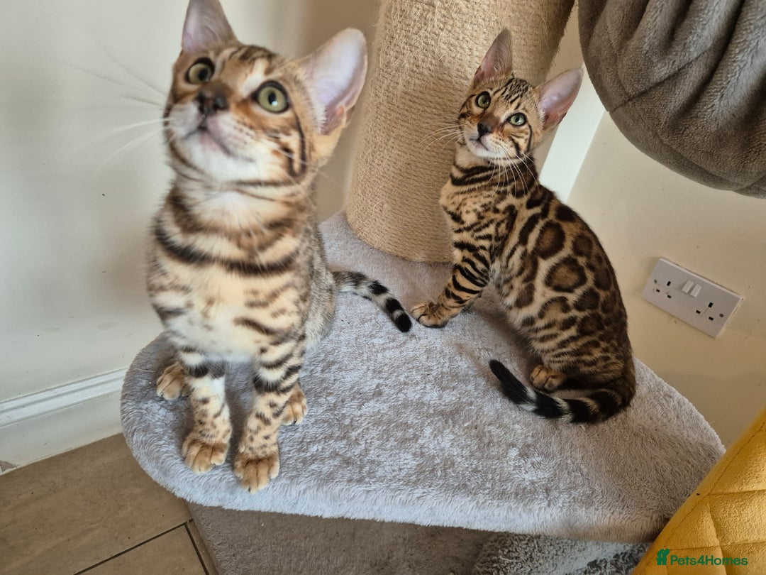 Bengal cats for sale: Amazing Bengal kittens 🥰 last boy left ❤️ in Corby - Image 5