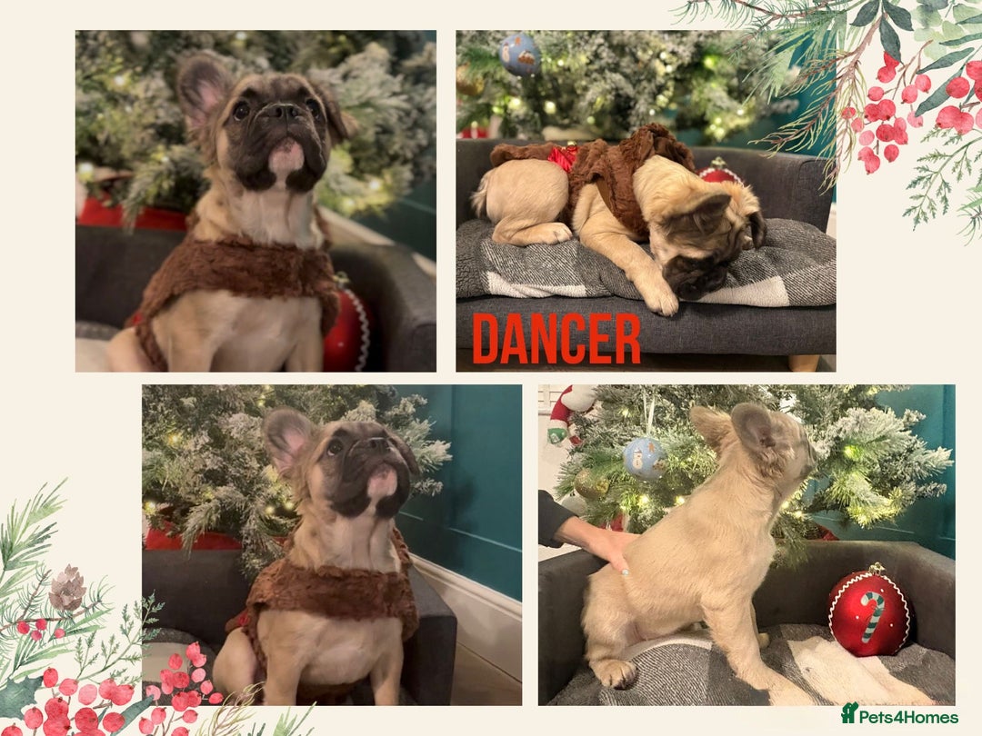 French Bulldog dogs for sale: Fluffy Frenchie’s  - Advert 1