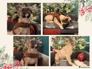 French Bulldog dogs Fluffy Frenchie’s - Advert 14