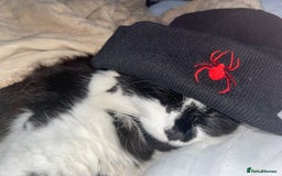 Mixed Breed cats for sale: Two cats for sale. - Image 17