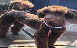 Toy Poodle dogs for stud: Toy poodles for stud - Image 8