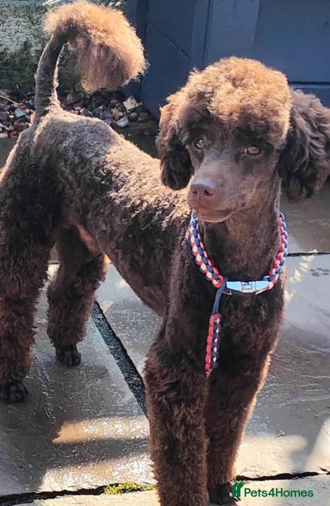 Toy Poodle dogs for stud: Toy poodles for stud - Advert 10