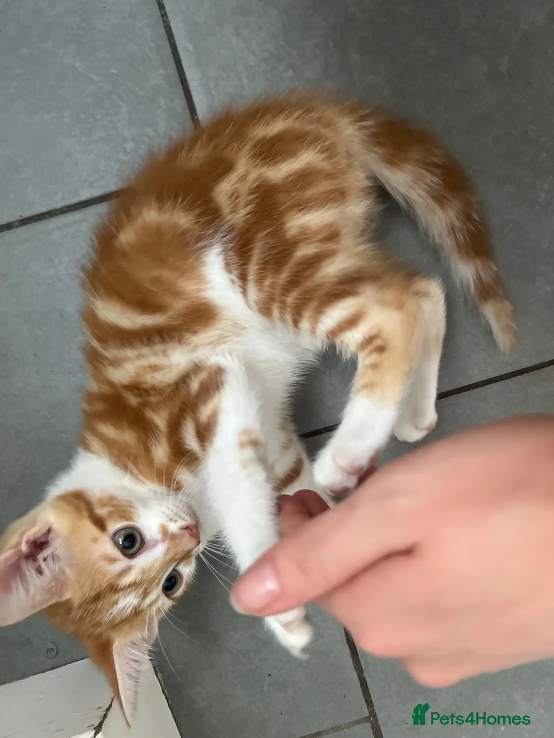 Mixed Breed cats for sale: Two gorgeous boy kittens ready to leave  - Advert 1