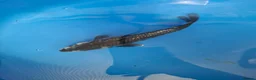 Pond Fish fish for sale: Various pond fish, koi, goldfish for sale - Advert 3