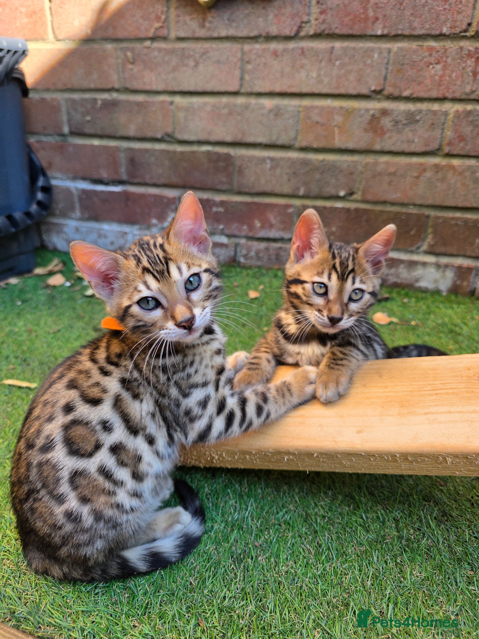 Bengal cats Pure Pedigree Bengal Kittens – 3 Boys, 2 Girls - Advert 9