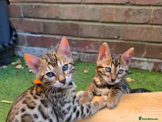 Bengal cats Pure Pedigree Bengal Kittens – 3 Boys, 2 Girls - Advert 9