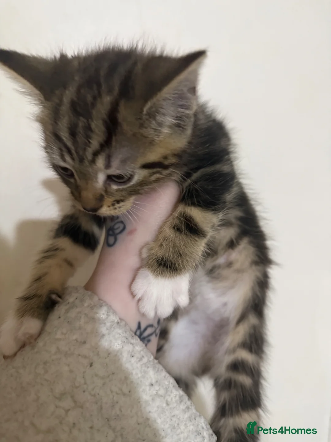 Mixed Breed cats for sale: Beautiful tabby mixed kittens in Hyde - Advert 2