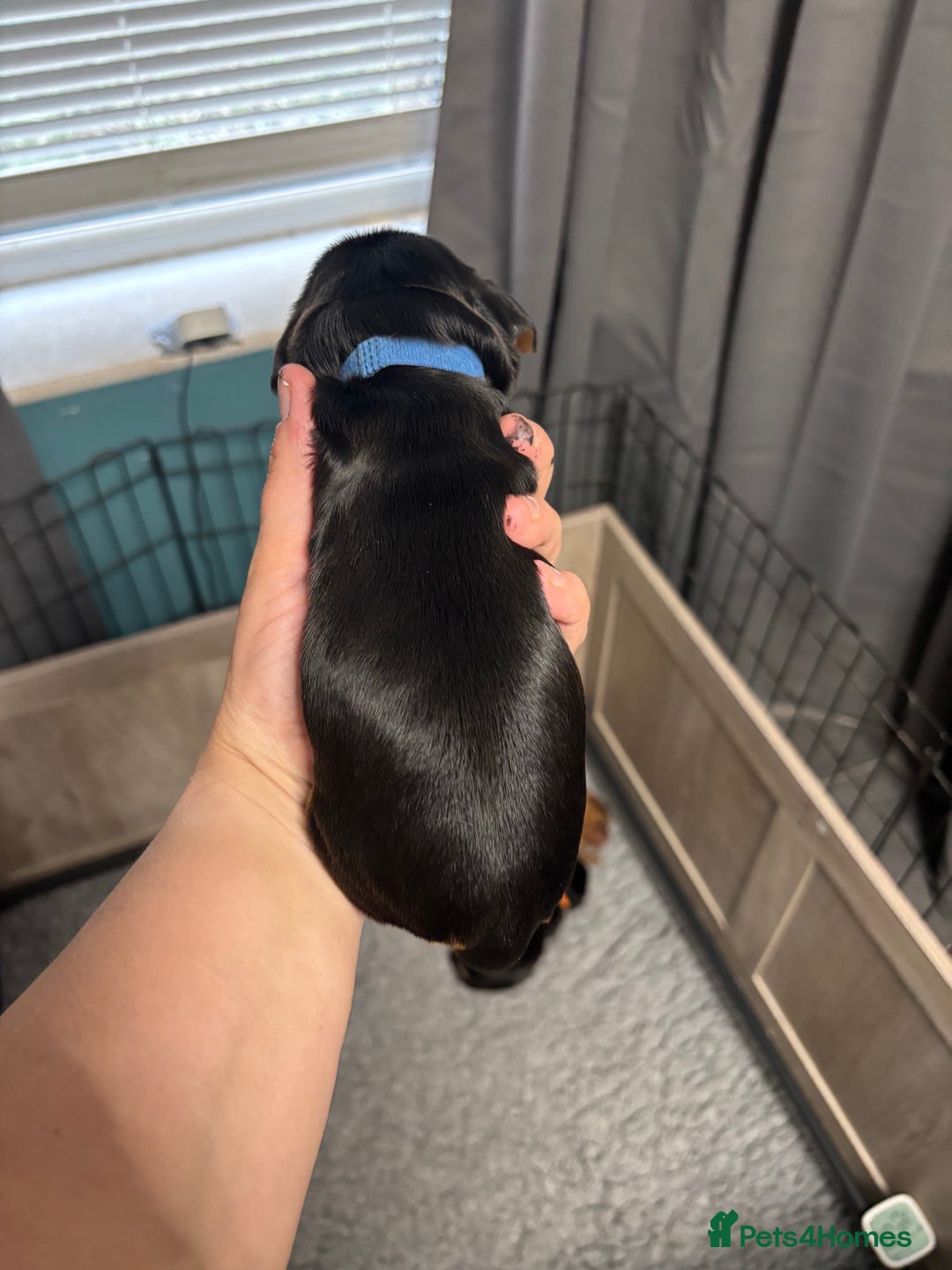 Cocker Spaniel dogs for sale: KC & HEALTH TESTED CHOC SABLE PUPS - Image 8