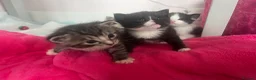 Mixed Breed cats for sale: 4 x Beautiful Mixed Breed Ragdoll Kittens  - Advert 6
