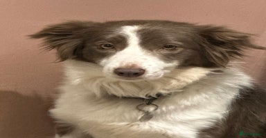 Border Collie dogs - Advert 3