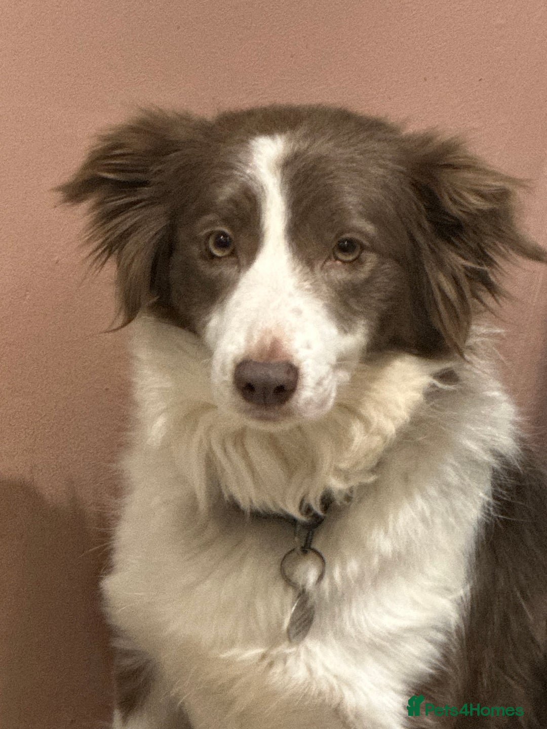 Border Collie dogs for sale: KC Registered Border Collie Puppies for sale - Image 2